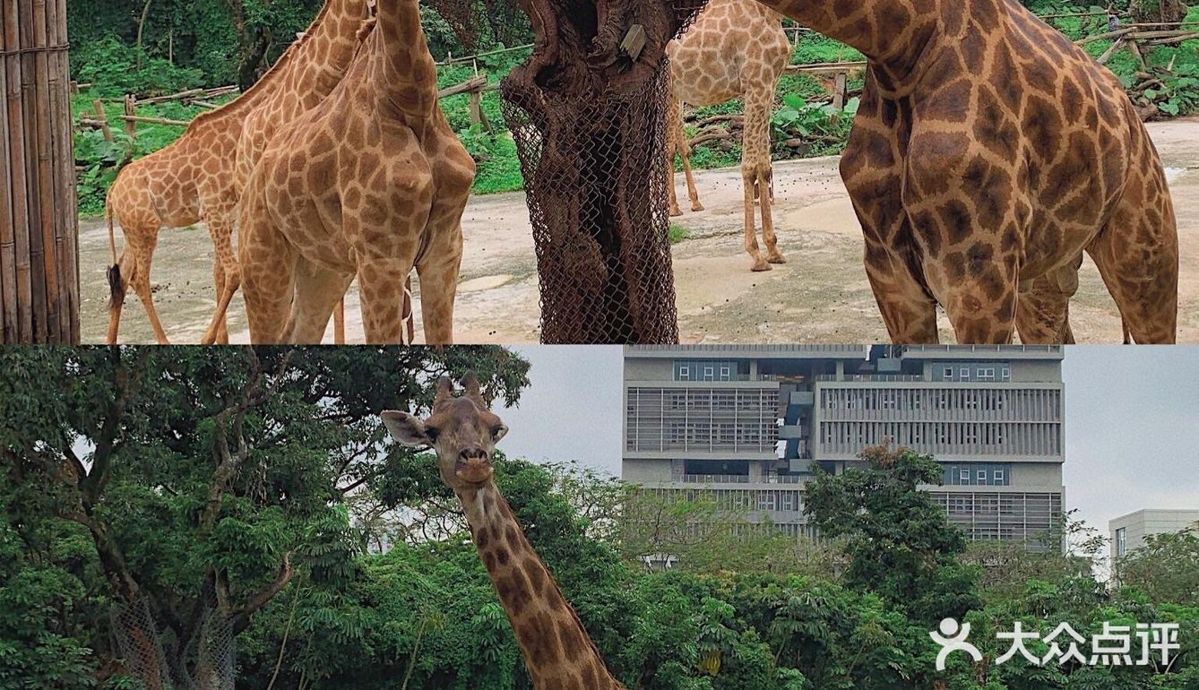 深圳|假日出游·野生动物园里的憨憨们在等你👋🏻