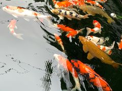 -华庭苑农家乐(旺山店)