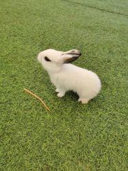 -萌宠亲子动物乐园(槐房万达店)