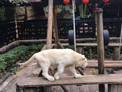 -广州长隆野生动物世界