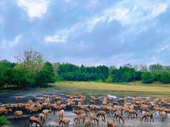 -溱湖国家湿地公园