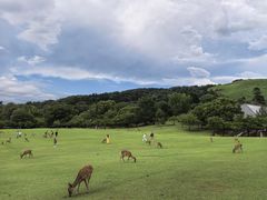 -奈良公园