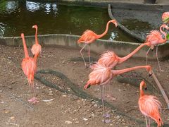 -清迈夜间动物园