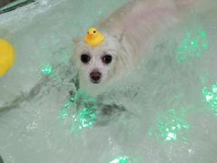 -佳雯宠物医院(四明中路分院)