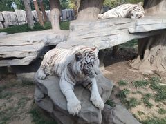 -北京野生动物园