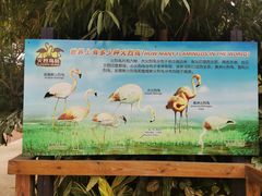 -广州长隆飞鸟乐园