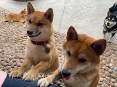 -柴犬高等学院·狗咖·柴犬售卖·宠物训练