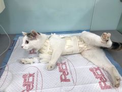 -小伙伴宠物医院•急重症转诊中心·老年专科·犬猫全科(北大街总院)