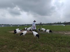 -盐城丹顶鹤湿地生态旅游区