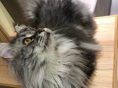 -猫和宫(六道口店)