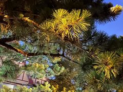 -青岛第三海水浴场