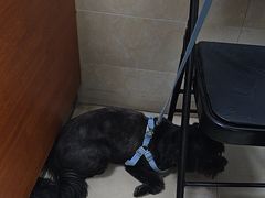 -艾贝尔宠物医院·狂犬免疫点(江山金象城店)