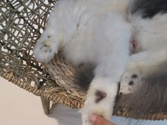 -飞行喵MR PILOT|猫舍·猫咖(静安大融城店)