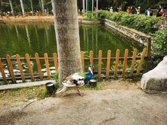 -西双版纳原始森林公园
