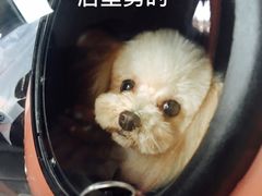 -八公叔叔宠物美容连锁(春申店)