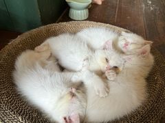 -豌豆小院咖啡馆