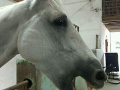 -松声马术俱乐部