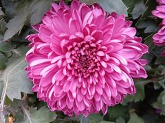 -螃蟹岬(地铁站)