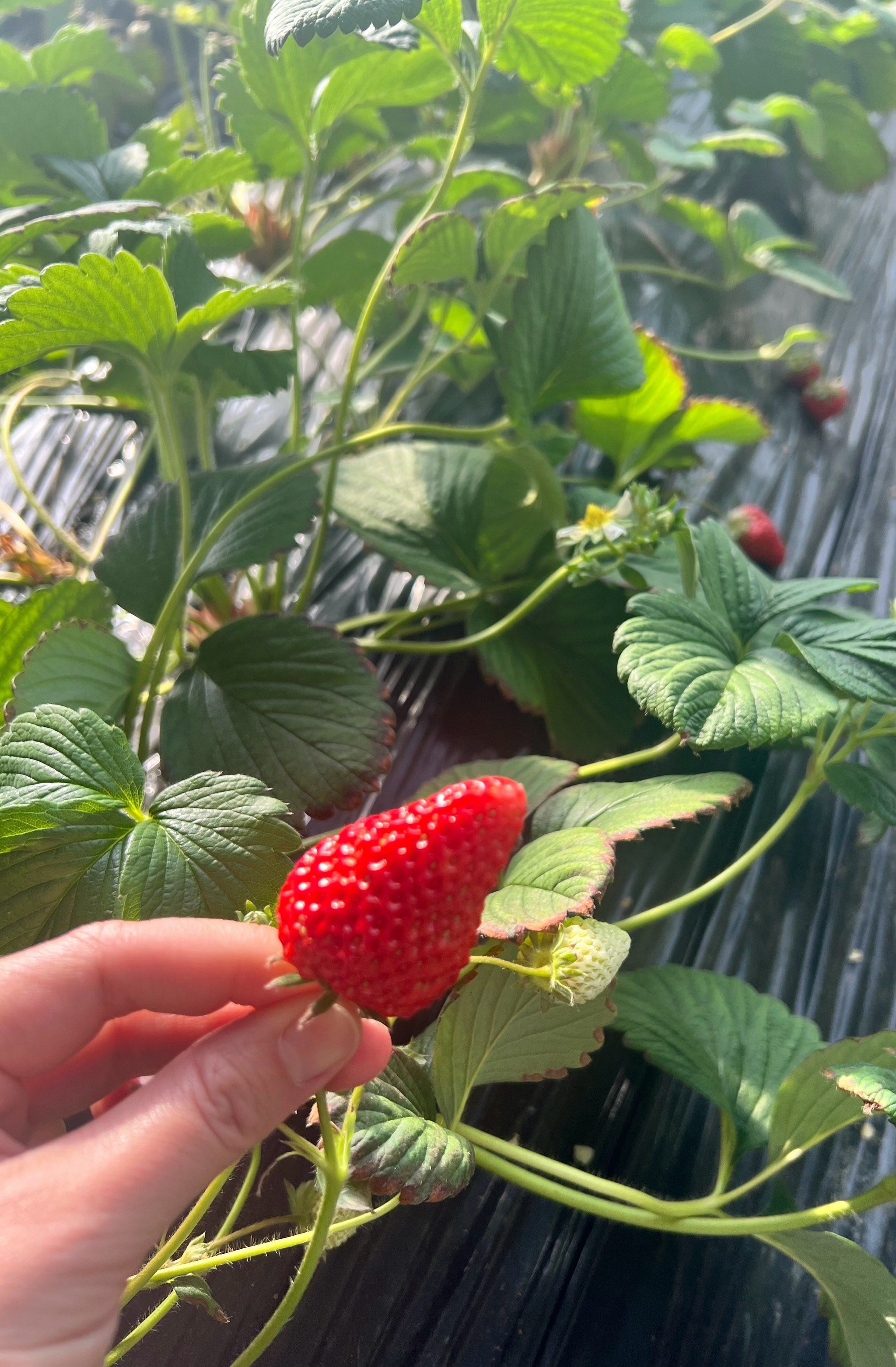 牛奶草莓 #太好吃了吧