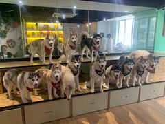 -Husky Go! 哈士奇体验馆·宠物咖啡厅狗咖