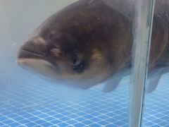 -绿杨春·淮扬宴(庐山路店)