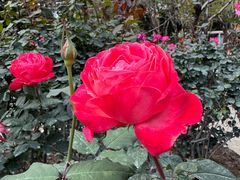 -人民公园(罗湖区)