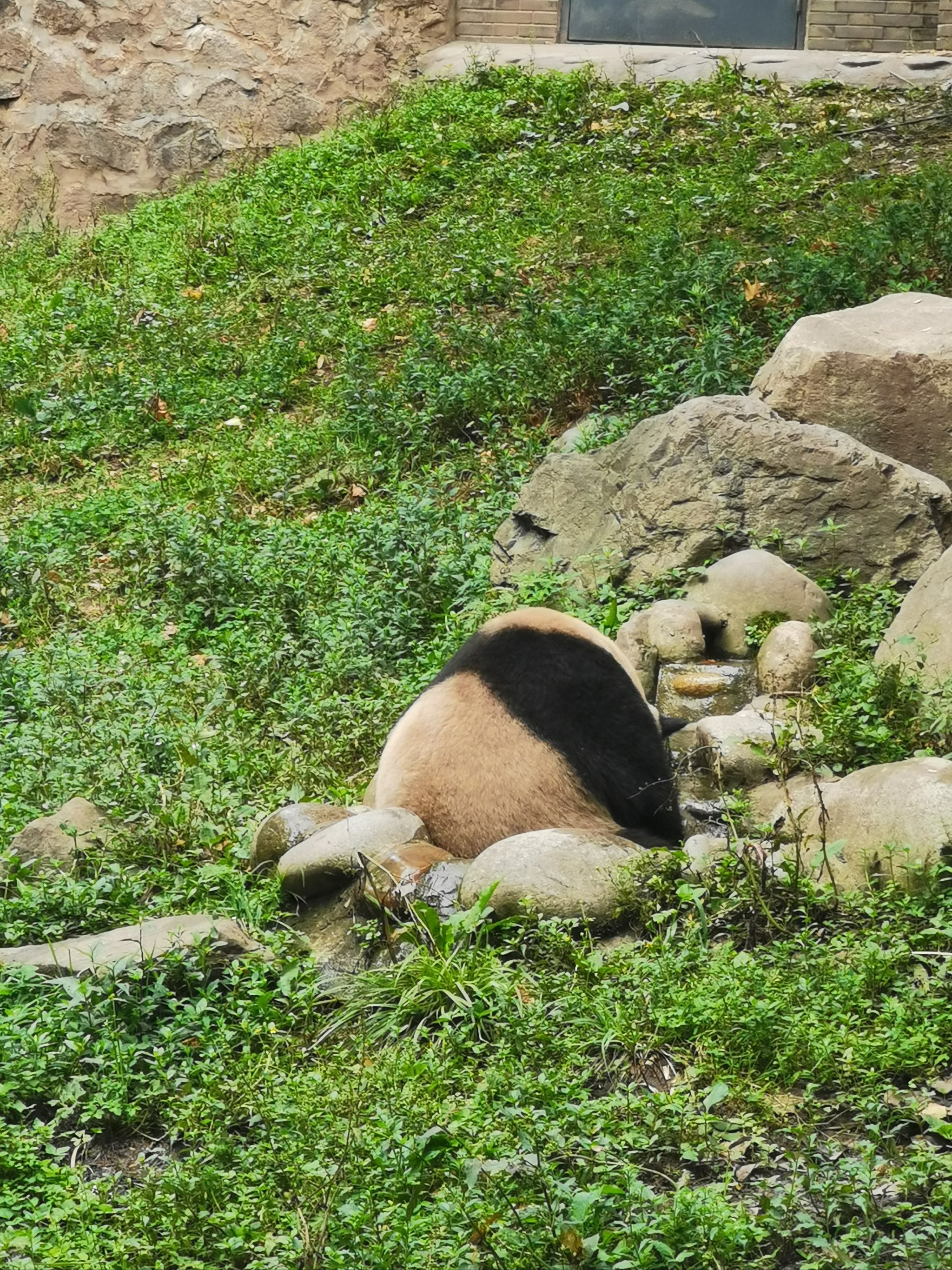 容桂超级熊猫图片