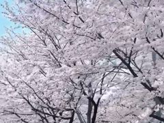 -刘胖子家常菜·蹄花焖藕(中南店)