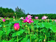 -东郊湿地公园