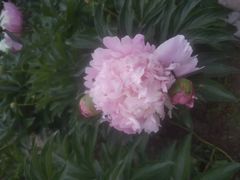 -长春公园(普阳街道)