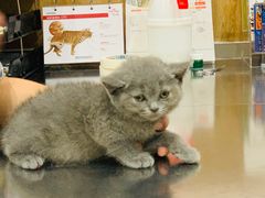 -瑞派名望24h动物医院异宠专科·猫专科·骨科·重症监护分院