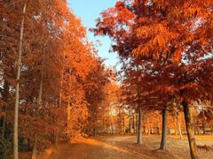 -上海海湾国家森林公园