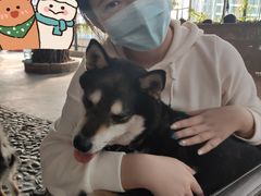 -柴犬高等学院·狗咖·柴犬售卖·宠物训练