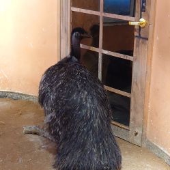 -Zoolung Zoolung动物主题公园(海信广场店)