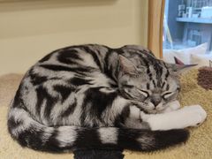 -猫和宫(六道口店)