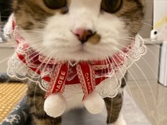 -伟伟宠物医院·瑞派猫友好医院·猫科(光谷店)