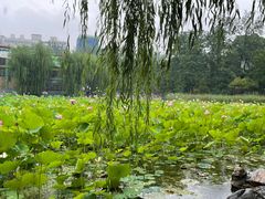 -莲湖公园