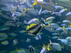 -上海海洋水族馆