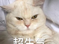 -老翡翠 Old Crystal Jade Restaurant