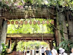 -西双版纳原始森林公园