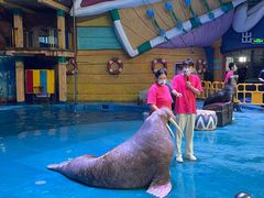 -烟台海昌鲸鲨海洋公园