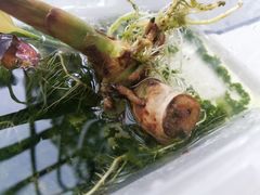 -东莞植物园