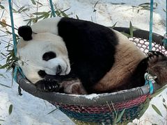 -栾川竹海野生动物园