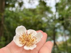 -广州市流溪河国家森林公园