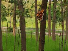 -合肥滨湖国家森林公园