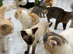 -喵园·猫主题咖啡厅·撸猫·猫咖(国贸店)