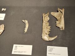 -北京周口店北京人遗址博物馆