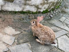 -欢乐松鼠谷
