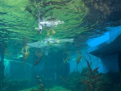 -悉尼海洋生物水族馆