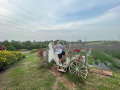 -紫颐香薰山谷景区